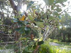 Banksia integrifolia