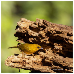 Cyanoderma chrysaeum