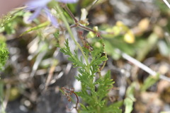 Brachyscome rigidula