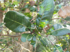 Cupaniopsis anacardioides