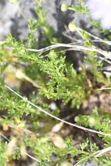 Brachyscome rigidula