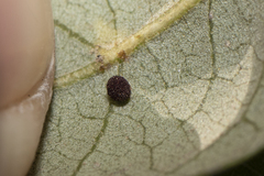 Neuroterus saltatorius texanus