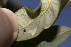 Neuroterus saltatorius texanus