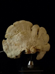 Favolus acervatus