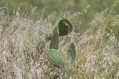 Opuntia humifusa