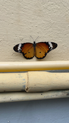 Danaus chrysippus