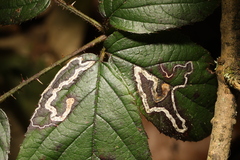 Stigmella aurella