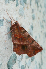 Selenia dentaria