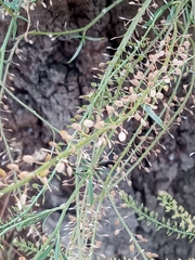Lepidium africanum