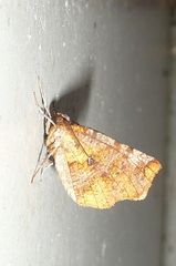 Selenia dentaria