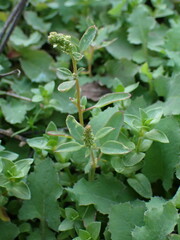 Chenopodium acuminatum virgatum