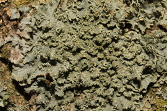 Punctelia subrudecta
