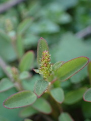 Chenopodium acuminatum virgatum