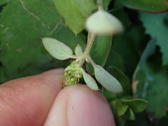 Chenopodium acuminatum virgatum