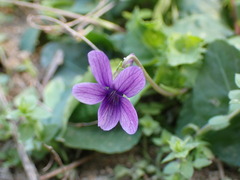 Viola confusa