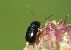 Cryptocephalus flavipes