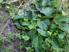 Viola confusa
