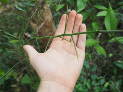 Citrus deliciosa