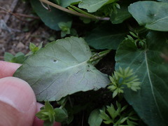 Viola confusa