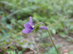Viola confusa