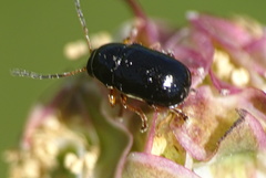 Cryptocephalus flavipes