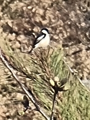 Saxicola maurus