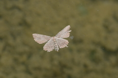 Menophra abruptaria