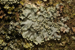 Punctelia subrudecta