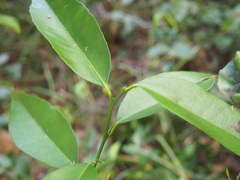 Citrus deliciosa