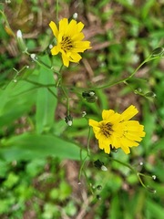 Ixeris chinensis