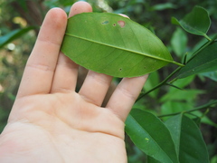 Citrus deliciosa