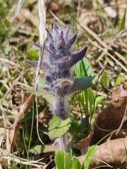Ajuga multiflora