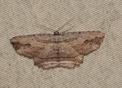Menophra abruptaria