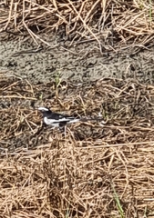 Motacilla maderaspatensis
