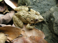 Fejervarya sakishimensis