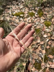 Dichelachne sieberiana