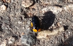 Cryptocephalus moraei