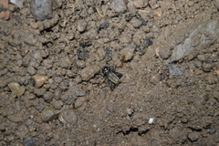 Gryllus