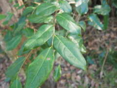 Glochidion ferdinandi