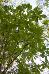 Magnolia macrophylla