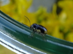 Cryptocephalus moraei