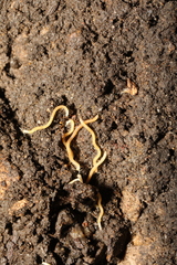 Boreoiulus tenuis