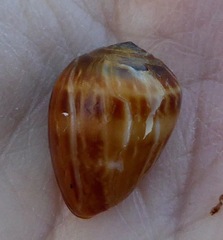 Melampus olivaceus
