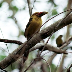 Pteroglossus bailloni