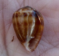 Melampus olivaceus