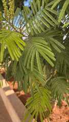Acacia mearnsii