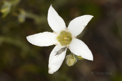 Orianthera campanulata