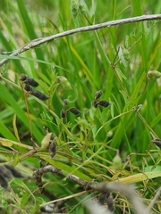 Vicia hirsuta
