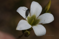 Orianthera campanulata