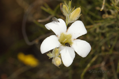Orianthera campanulata